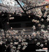 朋友关系花语有哪些？如何用花语维护友谊？