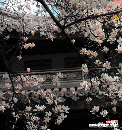 朋友关系花语有哪些?如何用花语维护友谊?