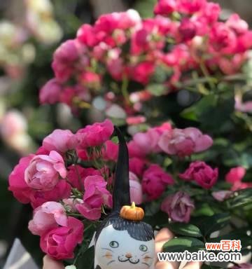 猫巷里的花语是什么？如何用花语表达对猫的喜爱？