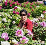 满天香的花语代表什么？如何用满天香表达情感？