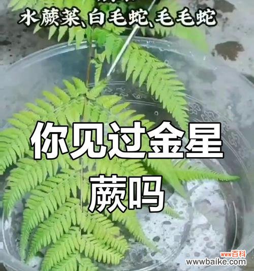 金星蕨的花语有哪些含义？如何用金星蕨传递爱意？
