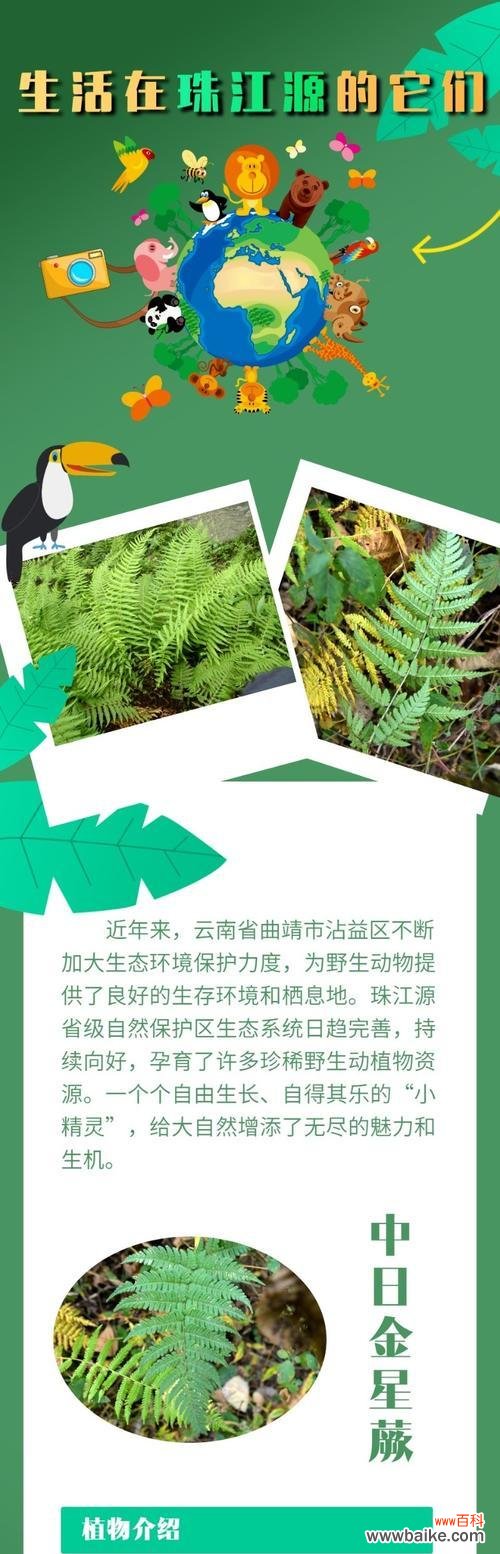 金星蕨的花语有哪些含义？如何用金星蕨传递爱意？