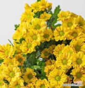 雏菊朵数花语是什么意思？如何用雏菊表达情感？