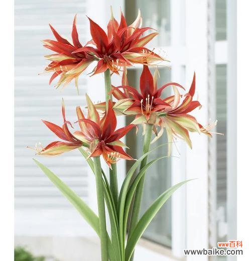 朱顶红开花语有哪些含义？如何用朱顶红传递爱意？