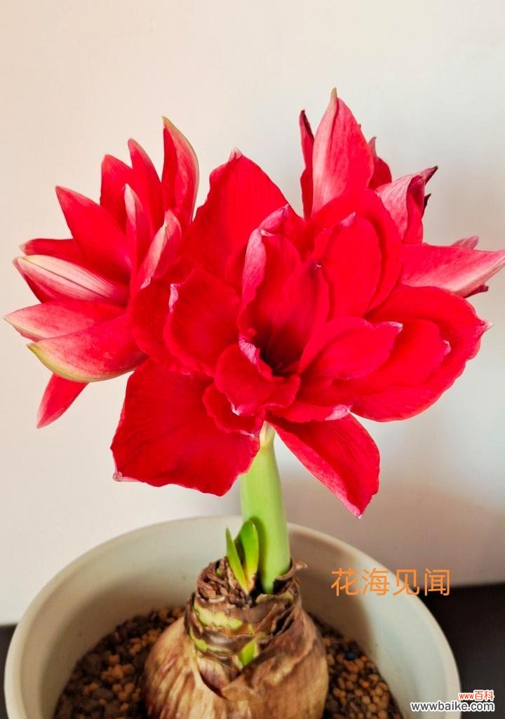 朱顶红开花语有哪些含义？如何用朱顶红传递爱意？