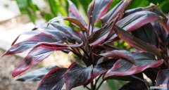 红叶朱焦的花语是什么？如何用红叶朱焦表达情感？