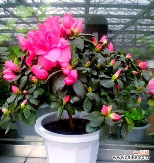 各类盆栽的花语有哪些？如何用盆栽花语表达情感？