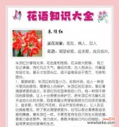 各类盆栽的花语有哪些？如何用盆栽花语表达情感？