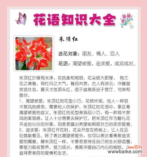 各类盆栽的花语有哪些？如何用盆栽花语表达情感？