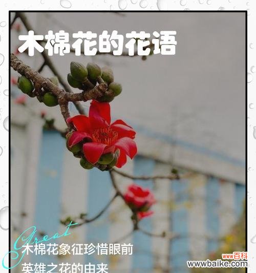 各类盆栽的花语有哪些？如何用盆栽花语表达情感？