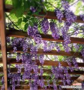 探寻紫藤花的美丽传说和象征意义 紫藤花的寓意象征