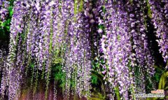 揭示紫藤花的美丽寓意和象征意义 紫藤花的寓意与象征