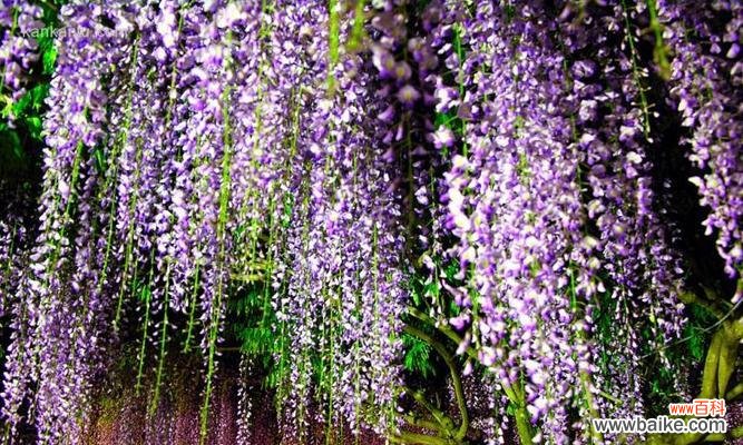 揭示紫藤花的美丽寓意和象征意义 紫藤花的寓意与象征