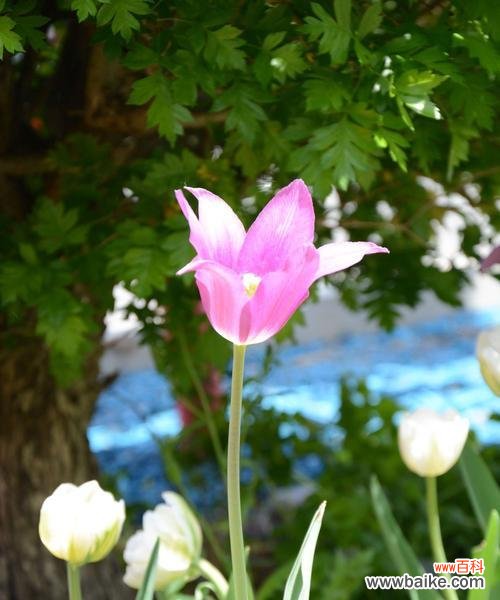 探索紫色郁金香的神秘象征 紫色郁金香的花语与寓意