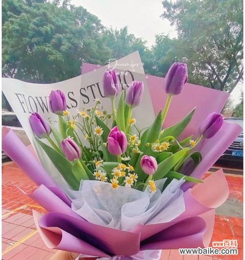 探索紫色郁金香的神秘象征 紫色郁金香的花语与寓意