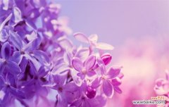 揭秘紫罗兰花的意义和象征，以及如何利用花语传达情感 紫色紫罗兰花语-传递神秘与优雅