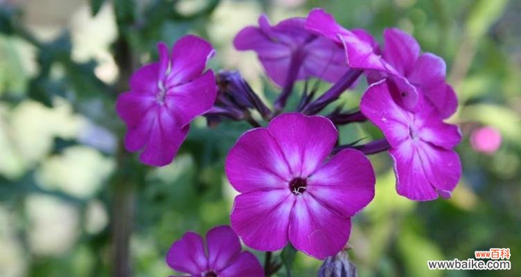 揭秘紫罗兰花的意义和象征,以及如何利用花语传达情感 紫色紫罗兰花语-传递神秘与优雅