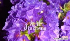 探究紫罗兰花语的含义与象征 紫色紫罗兰的花语之谜