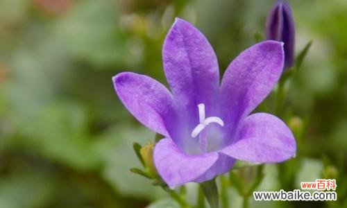 探究紫罗兰花语的含义与象征 紫色紫罗兰的花语之谜