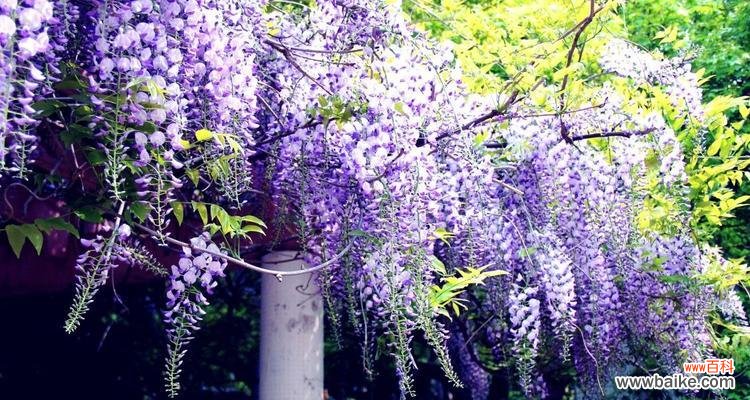 解读紫藤花的各种花语与象征意义 紫藤花的花语及其寓意