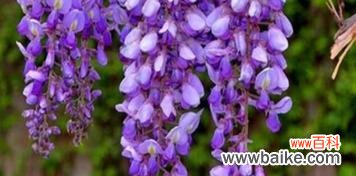 解读紫藤花的各种花语与象征意义 紫藤花的花语及其寓意