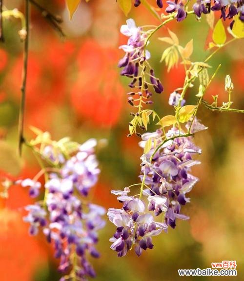 解读紫藤花的各种花语与象征意义 紫藤花的花语及其寓意