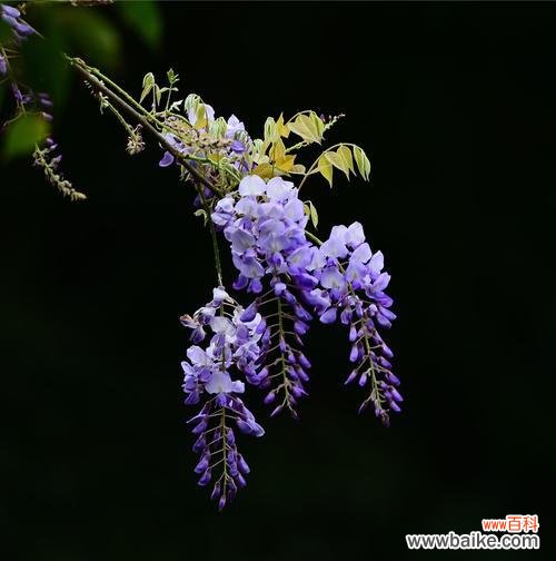 紫藤花 紫藤花的花语与寓意