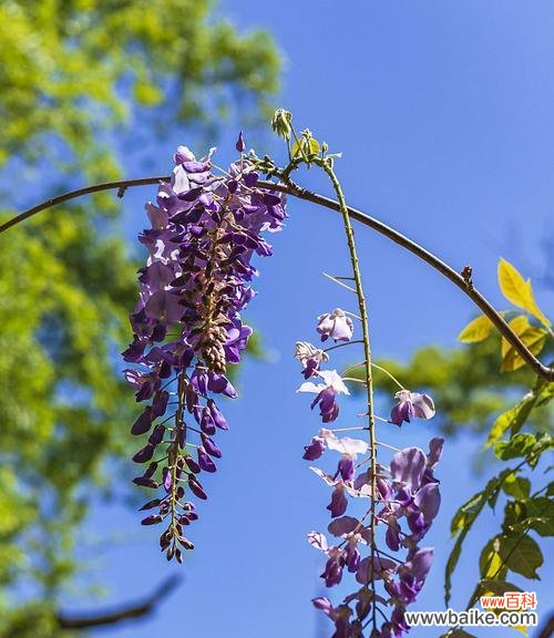 紫藤花 紫藤花的花语与寓意