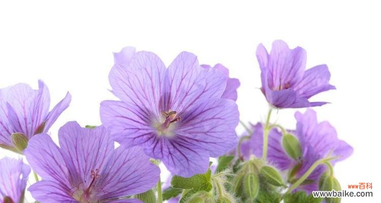 揭秘紫色紫罗兰花的意义与象征 紫色紫罗兰的花语寓意是什么?