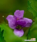 揭秘紫色紫罗兰花的意义与象征 紫色紫罗兰的花语寓意是什么？