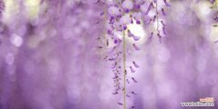 传说中的紫藤花与它的花语 紫藤花的传说与花语