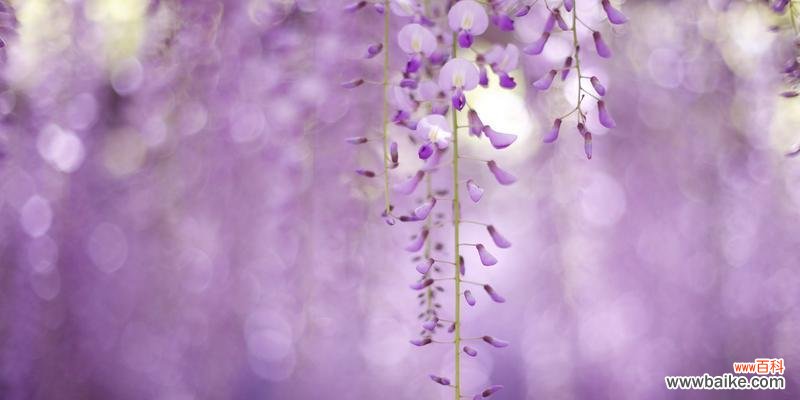 传说中的紫藤花与它的花语 紫藤花的传说与花语