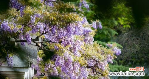 传说中的紫藤花与它的花语 紫藤花的传说与花语