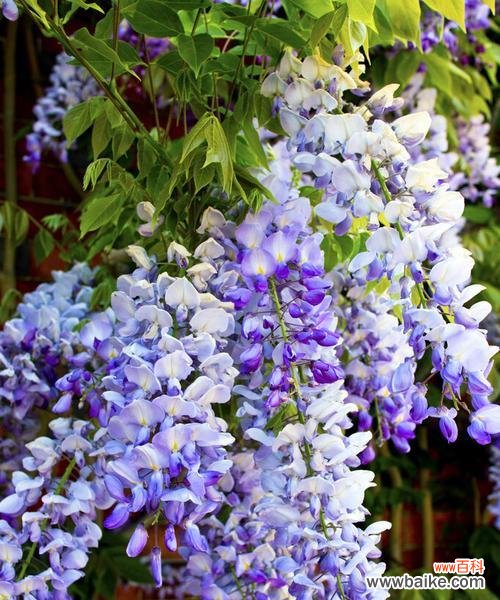 传说中的紫藤花与它的花语 紫藤花的传说与花语