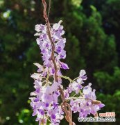 探寻紫藤花的神秘与美丽，品读花语与传说 紫藤花的花语与传说