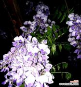 探寻紫藤花的神秘之处 紫藤花的花语寓意