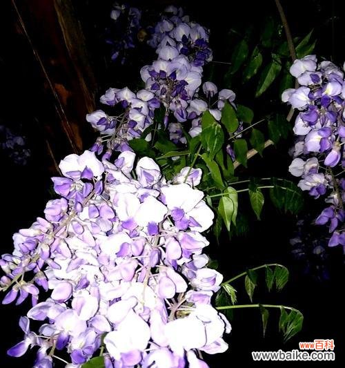 探寻紫藤花的神秘之处 紫藤花的花语寓意