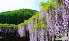 从花朵到心灵的妙语悠然 紫藤萝花语的美丽寓意