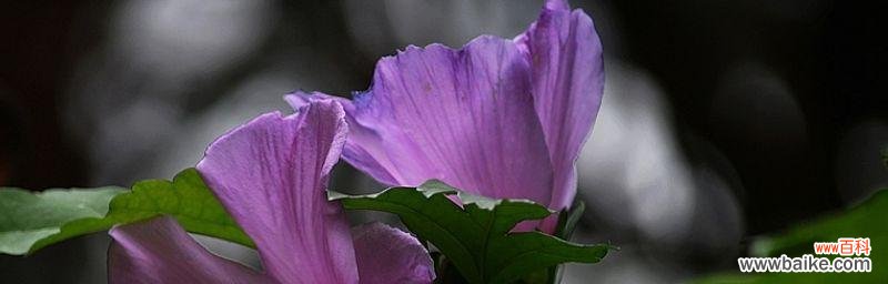 探秘木槿花的美丽与深意 木槿花的花语与寓意