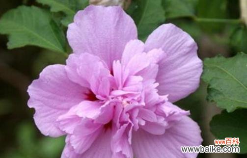 木槿花的花语及其象征意义揭秘 木槿花花语之美