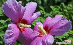 揭示木槿花的文化内涵与情感寓意 木槿花的象征意义