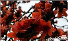 探寻木棉花背后的象征与故事 木棉花的花语与美丽传说