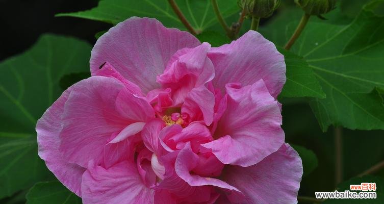 探索木槿的寓意与象征 木槿花