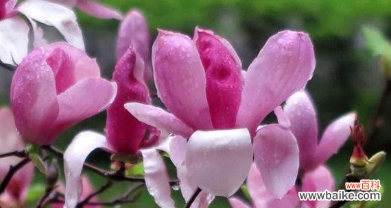 传承千年的芬芳与疗愈之力 木兰花的花语和药用价值