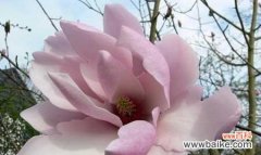 探寻木兰花的花语与寓意 木兰花的花语与寓意