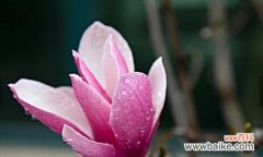 用木兰花花语解读生活中的挑战与成长 木兰花