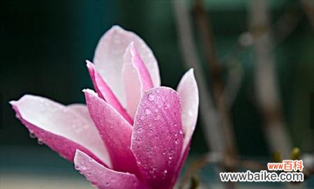 用木兰花花语解读生活中的挑战与成长 木兰花