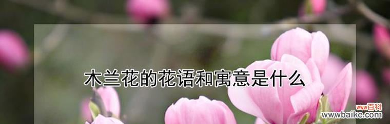 揭秘木兰花的神秘花语 木兰花的花语与意义