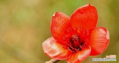 以木棉花为象征的勇气和希望 木棉花