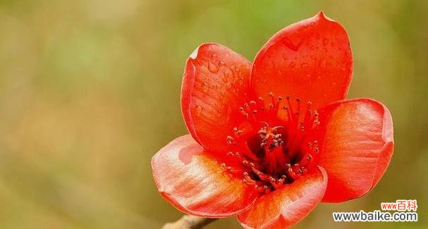 以木棉花为象征的勇气和希望 木棉花